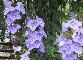 thunbergia_grandiflora31 (1)